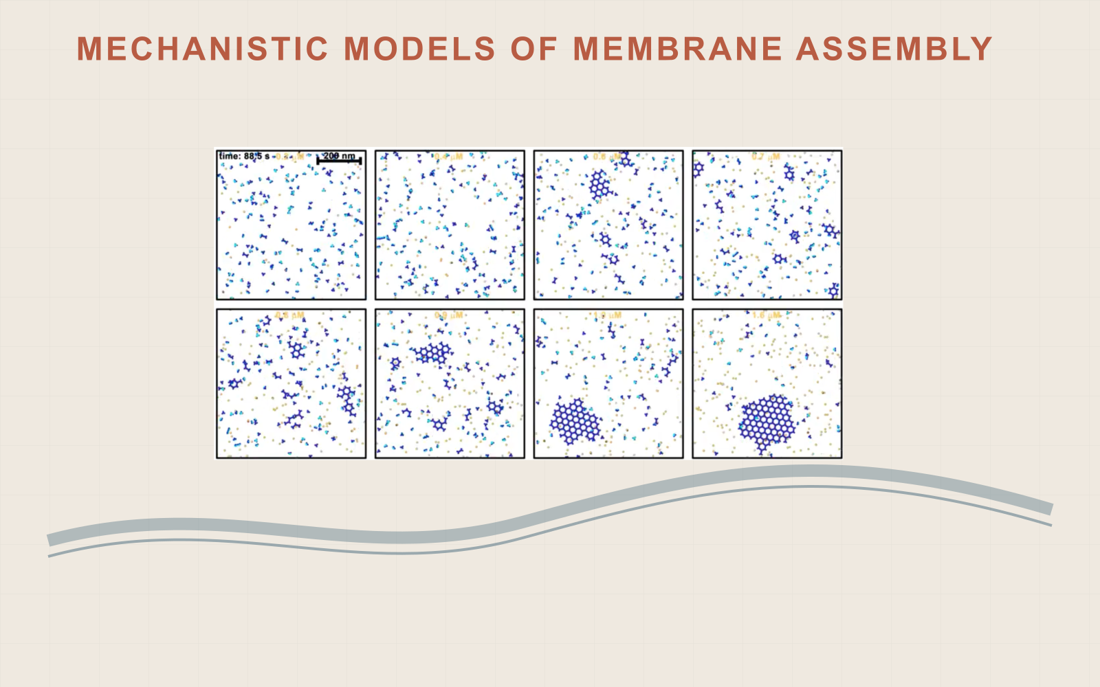 Eight simulation snapshots showing membrane-associated assemblies growing as molecular concentration increases, above a stylized membrane.